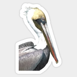 Pelican Portrait Sticker